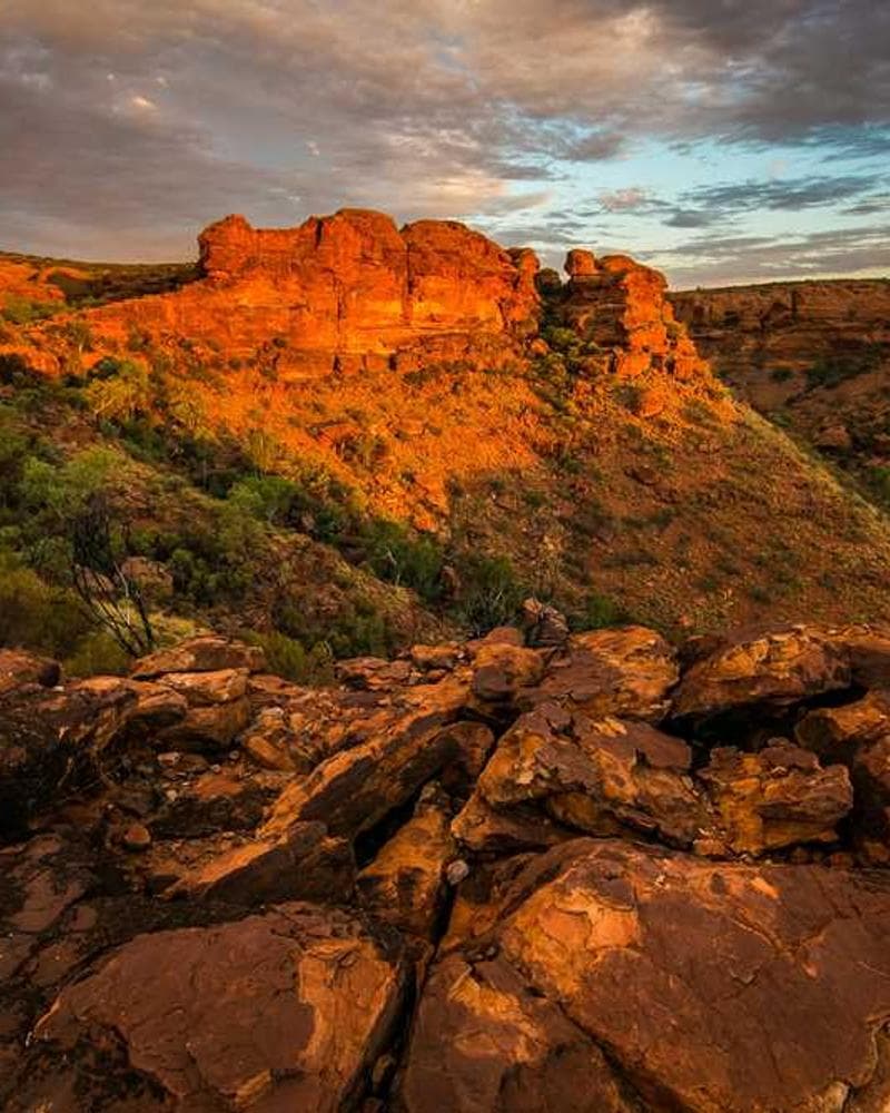 [EN] Swisspet Dog Bed L (Khaki corrupti #260)