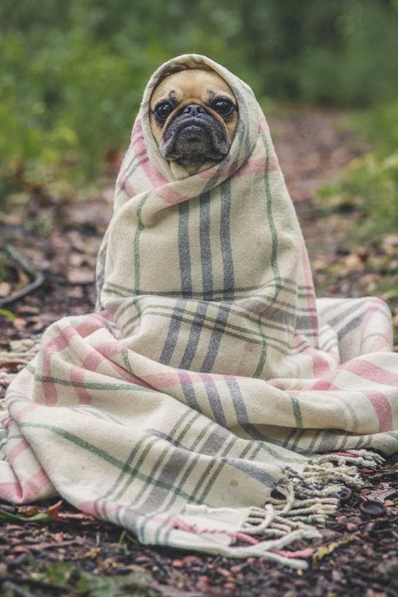 [EN] Trixie Cat Toy Mouse (Tan accusamus #531)