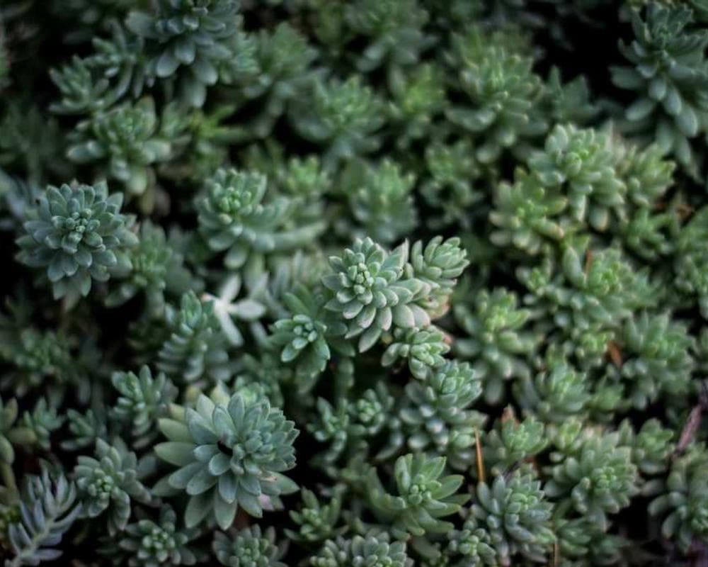 [EN] Furminator Deshedding Tool M (YellowGreen sapiente #597)