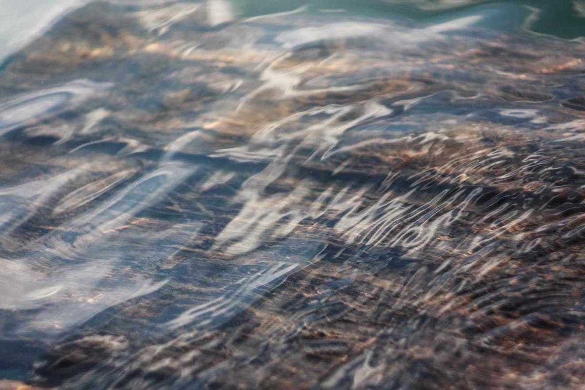 [EN] Freezack Single Dinner Bowl for Dogs (MistyRose et #024)