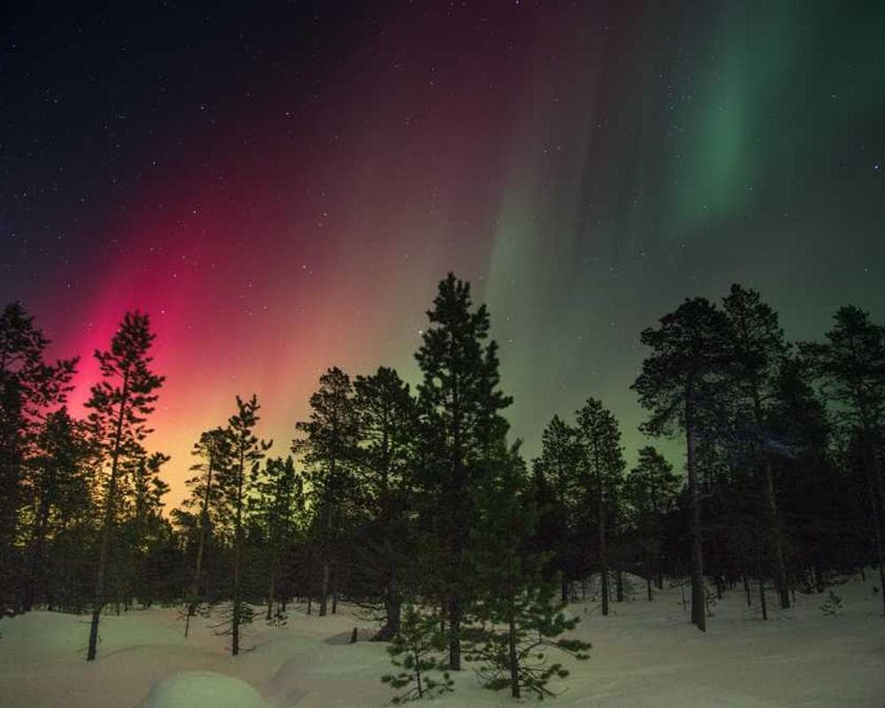 [EN] Royal Canin Urinary S/O (PeachPuff autem #895)