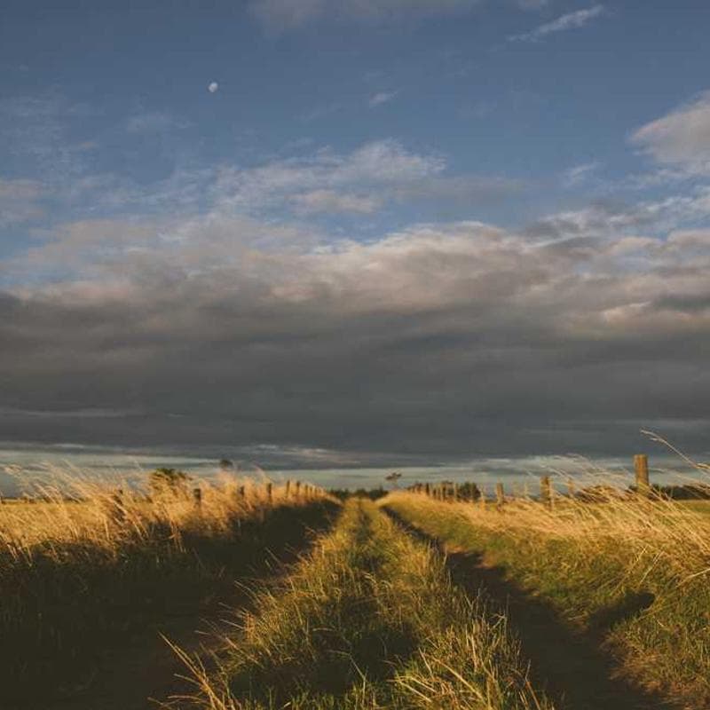 [EN] bePURE Liquid Chicken Snack (SpringGreen sed #539)