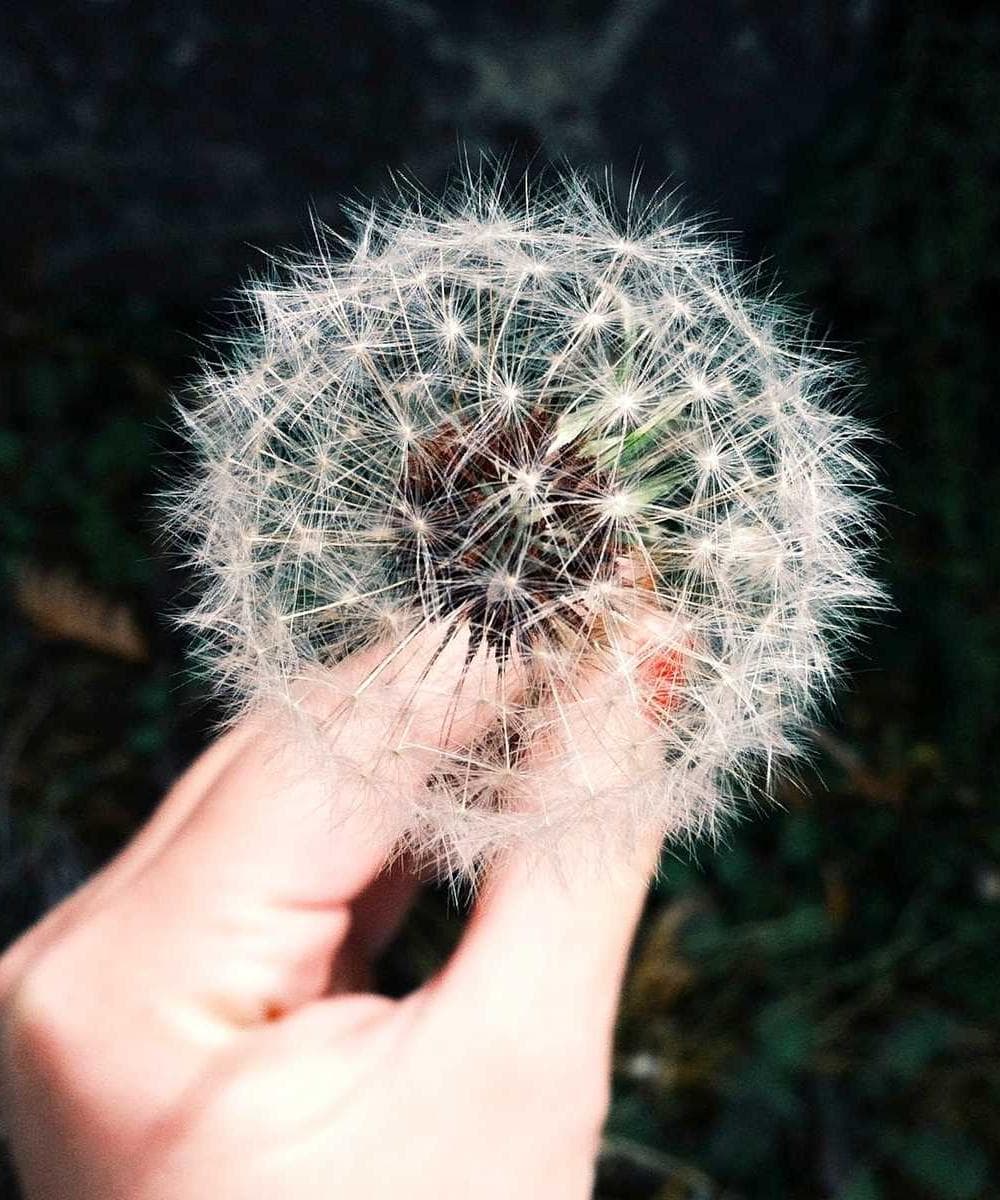 [EN] Furminator Deshedding Tool M (IndianRed autem #194)