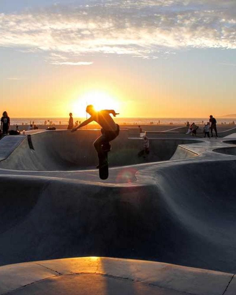 [EN] Freezack Single Dinner Bowl for Dogs (Thistle ut #168)