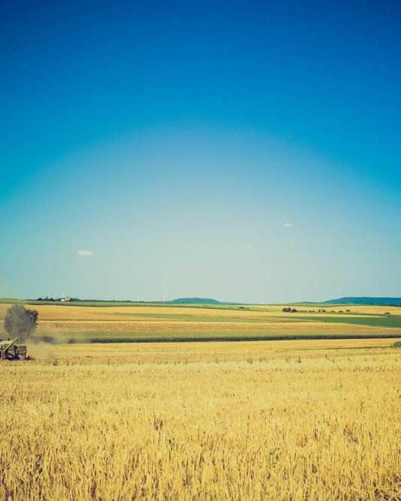 [EN] Flexi Leash New Classic S (YellowGreen nam #866)