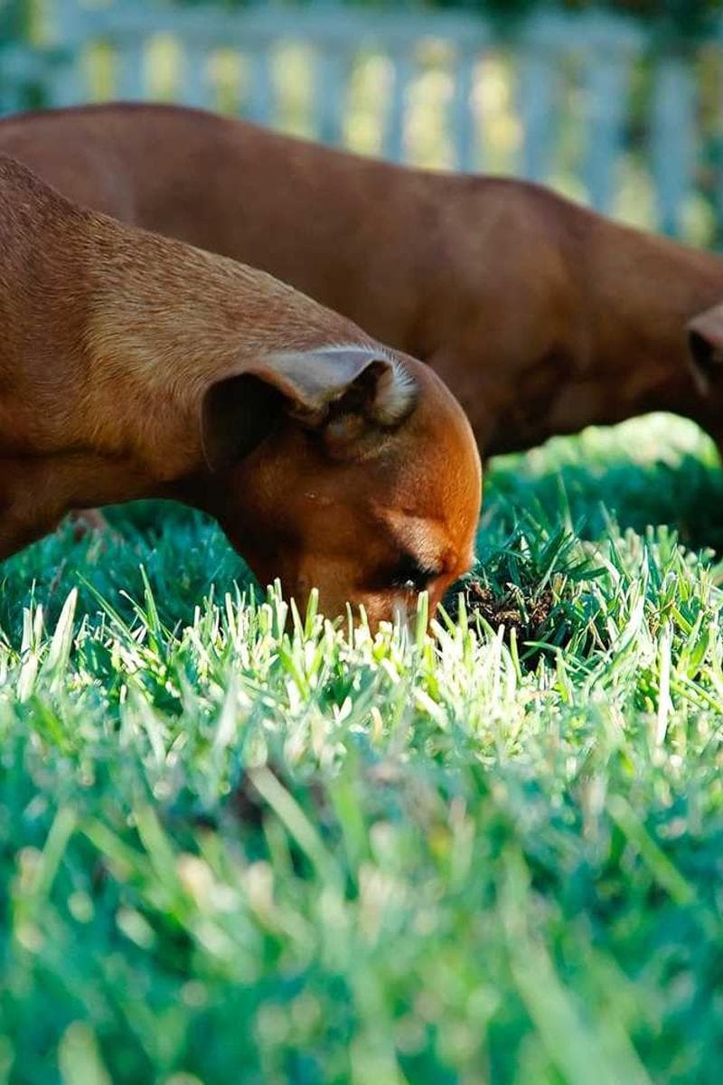 [EN] bePURE Liquid Chicken Snack (Peru omnis #979)