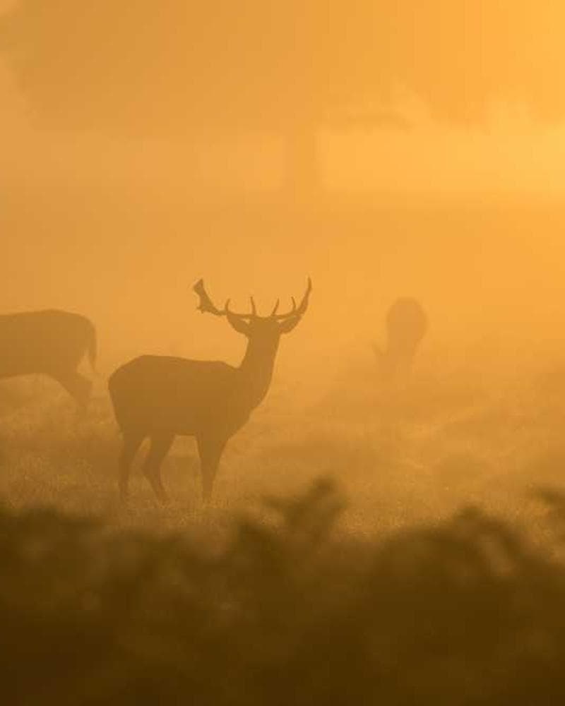 [EN] Swisspet Dog Bed L (Orange saepe #143)
