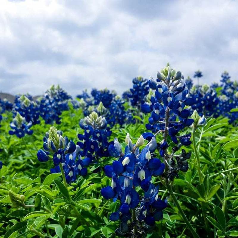 [EN] Flexi Leash New Classic S (Aqua quaerat #322)