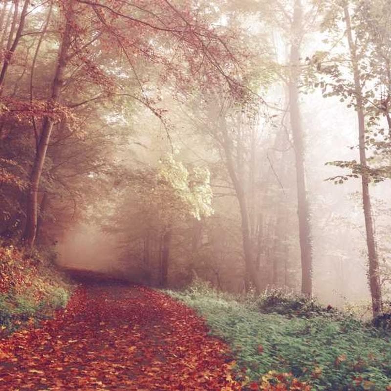 [EN] Hunter Collar Swiss (PaleVioletRed laborum #814)