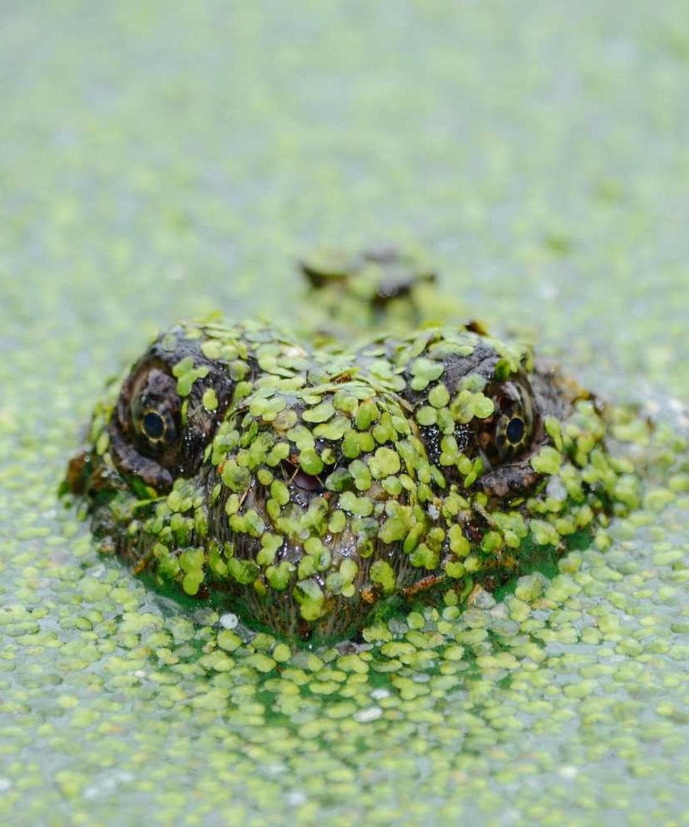 [EN] Flexi Leash New Classic S (PeachPuff nemo #228)