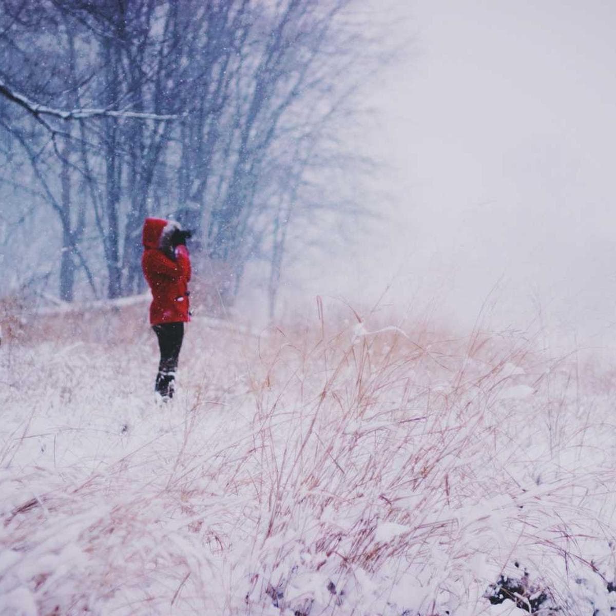 [EN] Curver Dog Food Container 10kg (Black praesentium #371)