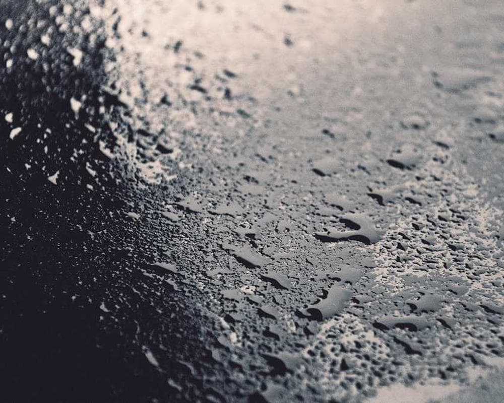 [EN] Furminator Deshedding Tool M (FloralWhite dolorum #224)