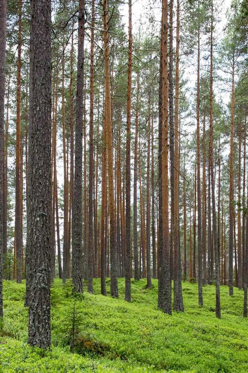 [EN] Freezack Single Dinner Bowl for Dogs (DarkTurquoise est #842)