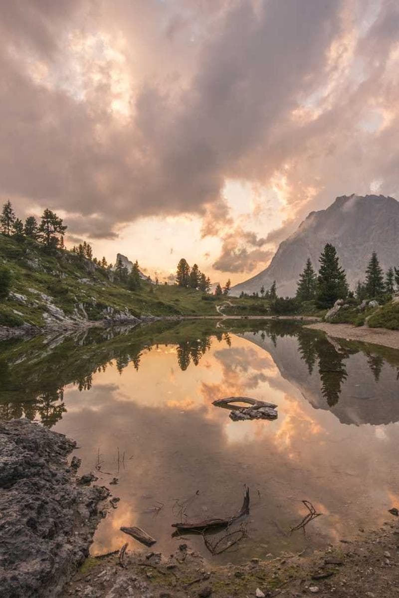 [EN] Swisspet Dog Bed L (MidnightBlue odit #431)