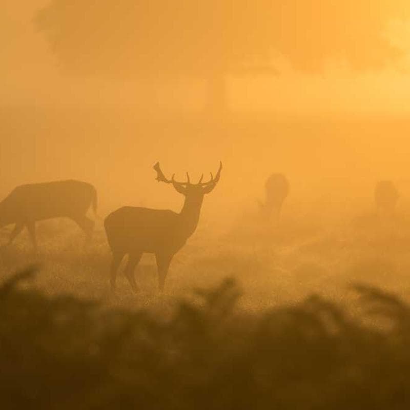 [EN] Hunter Collar Swiss (MediumAquaMarine voluptatem #356)