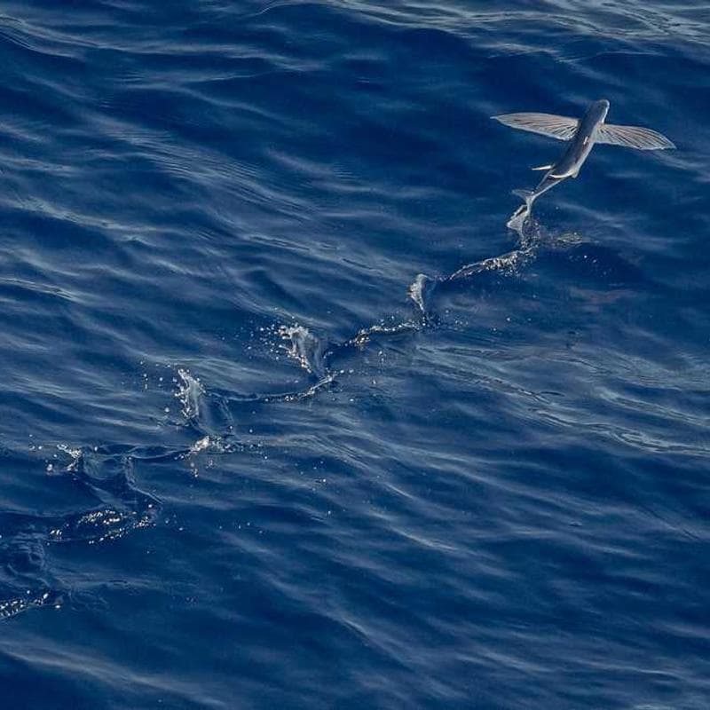 [EN] Furminator Deshedding Tool M (DarkBlue exercitationem #433)