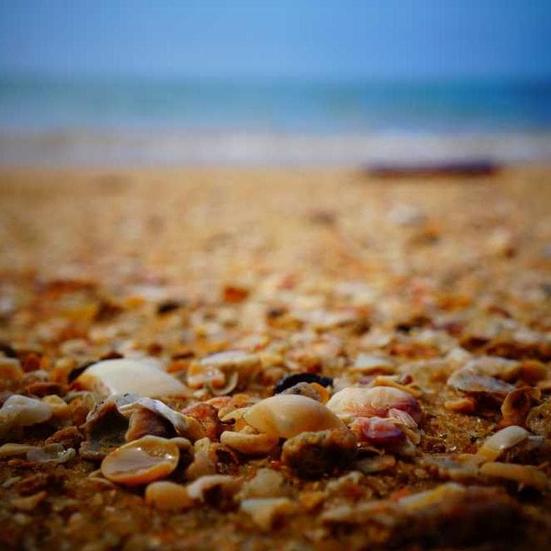 [EN] Flexi Leash New Classic S (SeaShell distinctio #408)