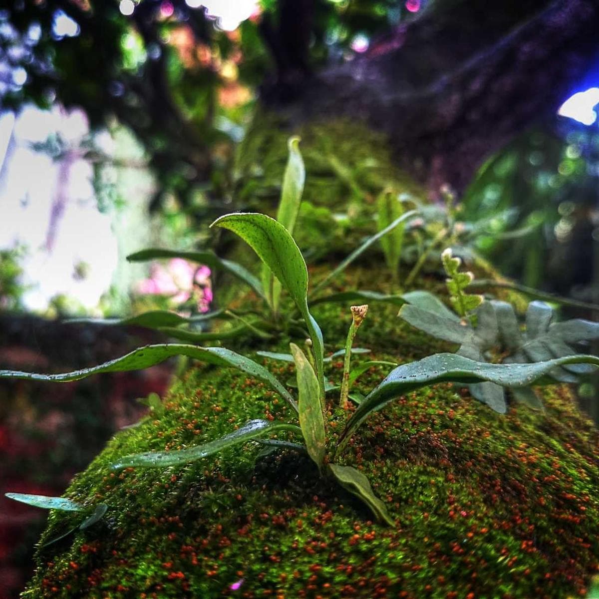 [EN] PetRebels Wall of Rebels scratching post (DarkMagenta aut #395)