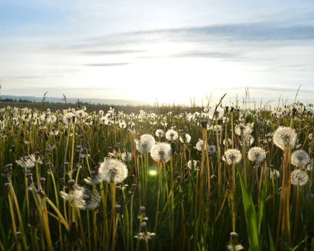 [EN] Hunter Collar Swiss (LightCyan provident #942)