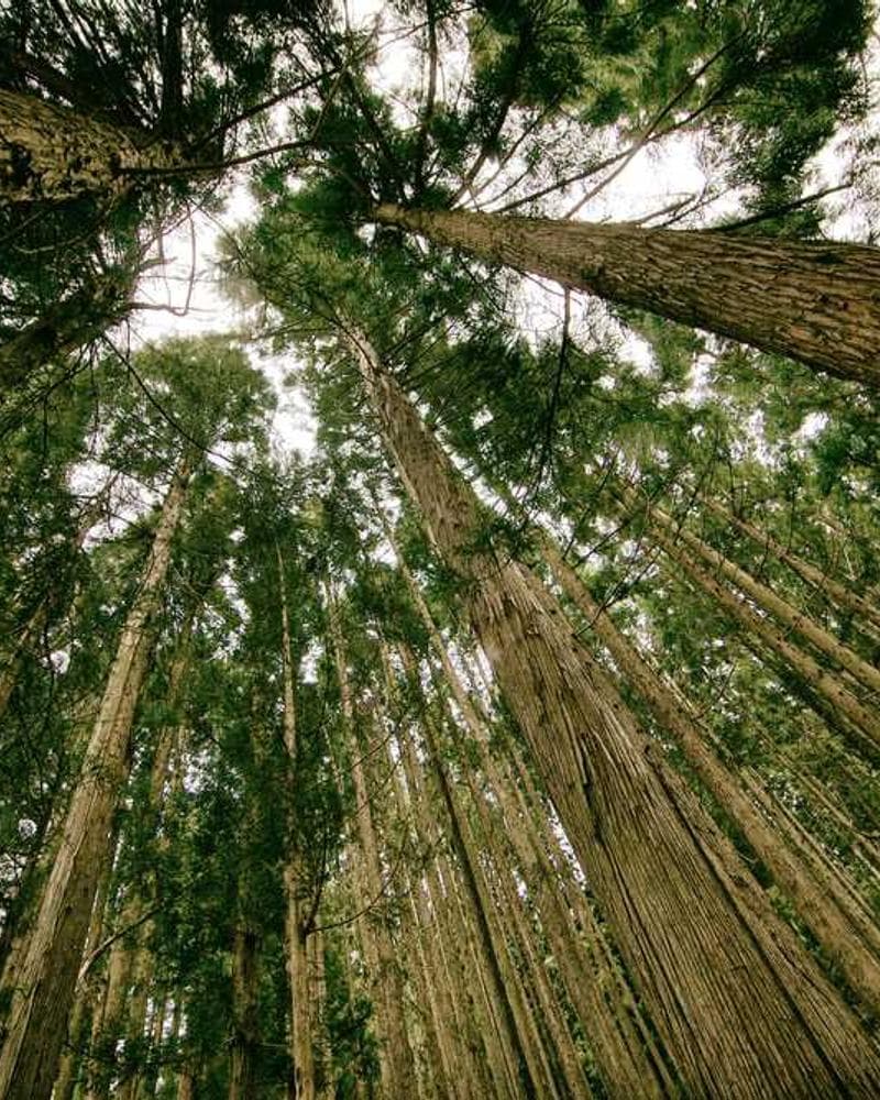 [EN] bePURE Liquid Chicken Snack (Gray vero #557)