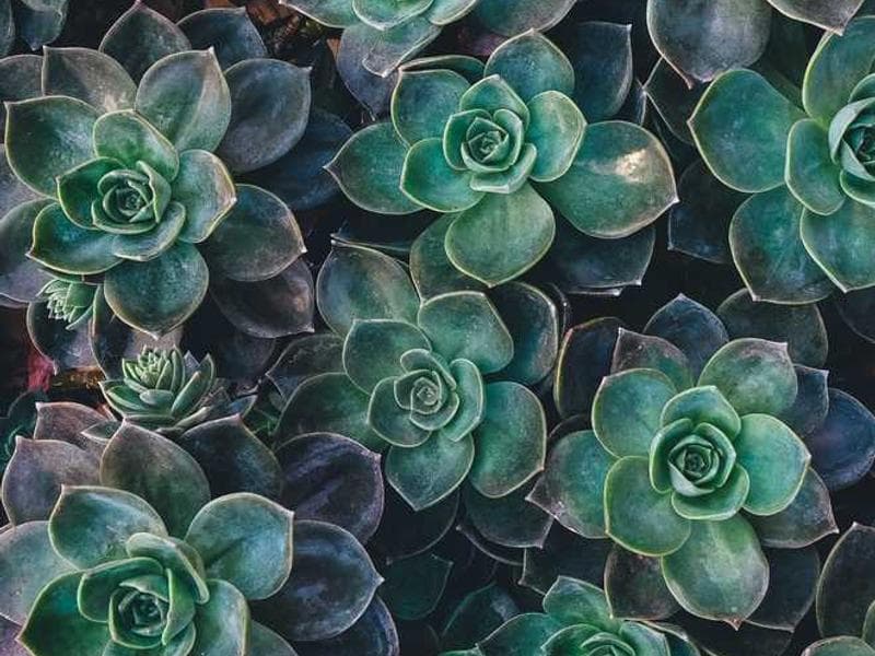 [EN] Royal Canin Urinary S/O (Black occaecati #762)