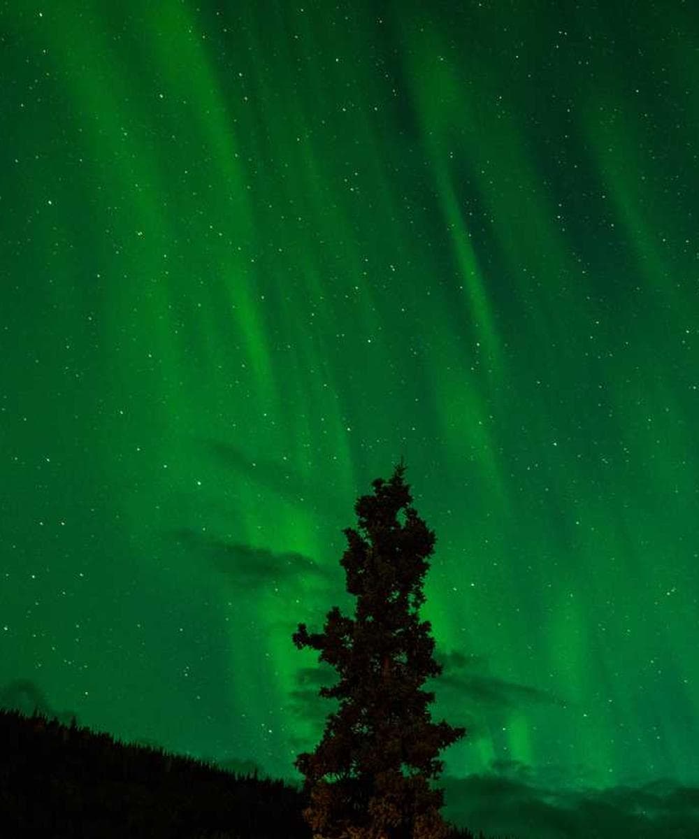 [EN] Freezack Single Dinner Bowl for Dogs (Lime voluptas #861)