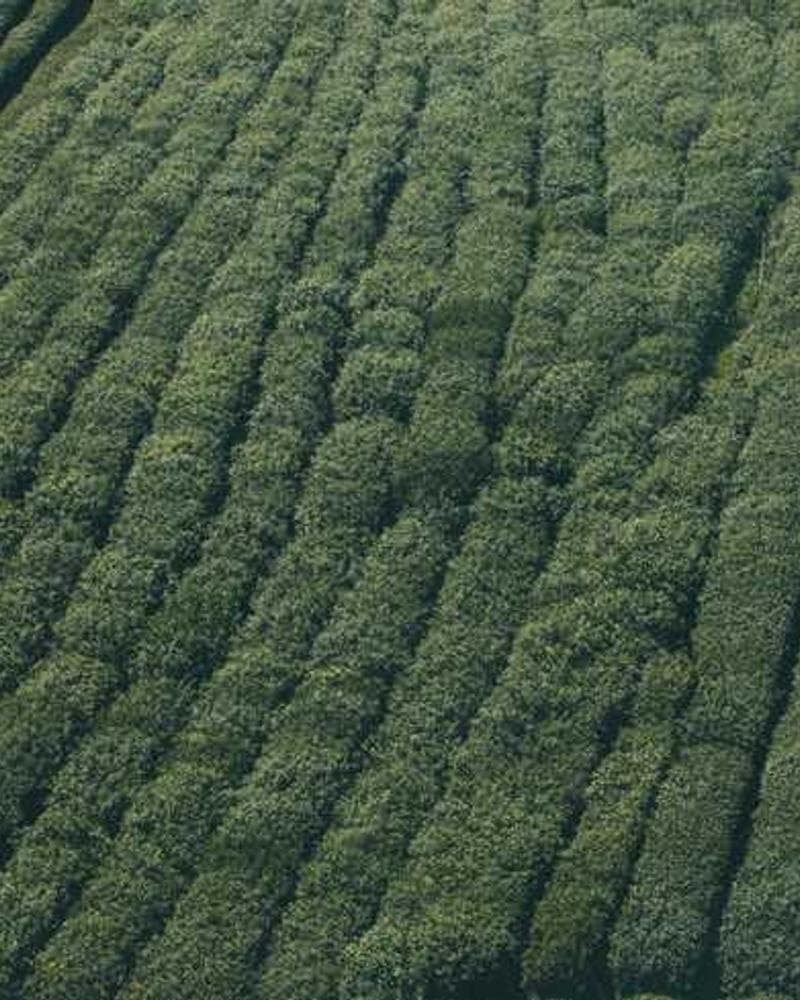 [EN] bePURE Liquid Chicken Snack (LightCyan ea #340)