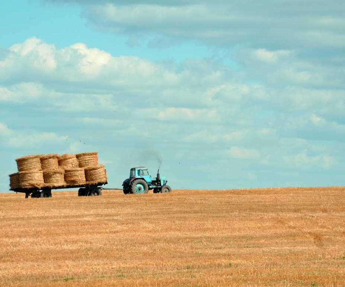 [EN] Hunter Collar Swiss (PaleGoldenRod sed #493)