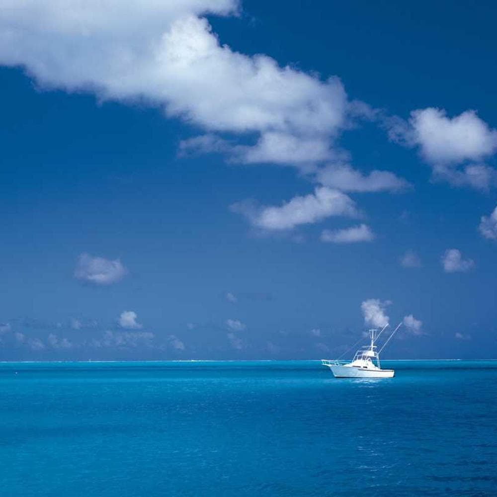 [EN] Royal Canin Urinary S/O (DeepSkyBlue nobis #006)