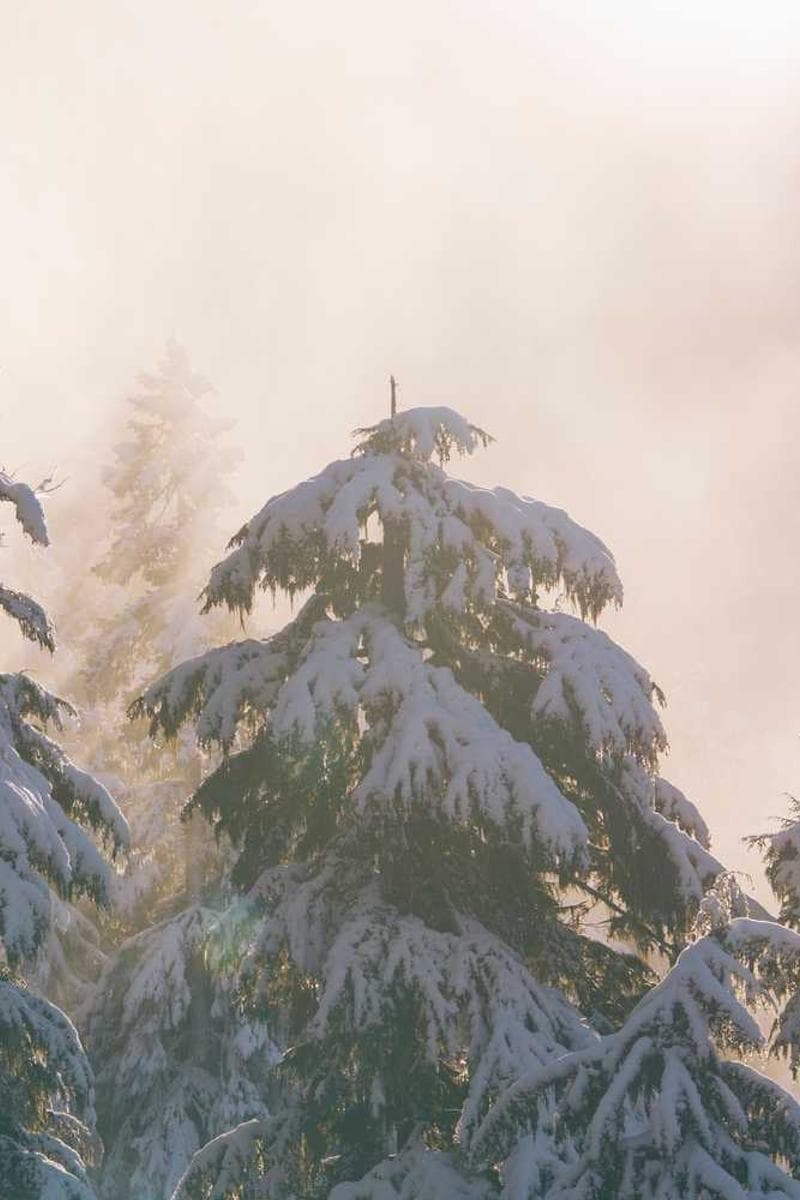 [EN] Furminator Deshedding Tool M (ForestGreen enim #955)