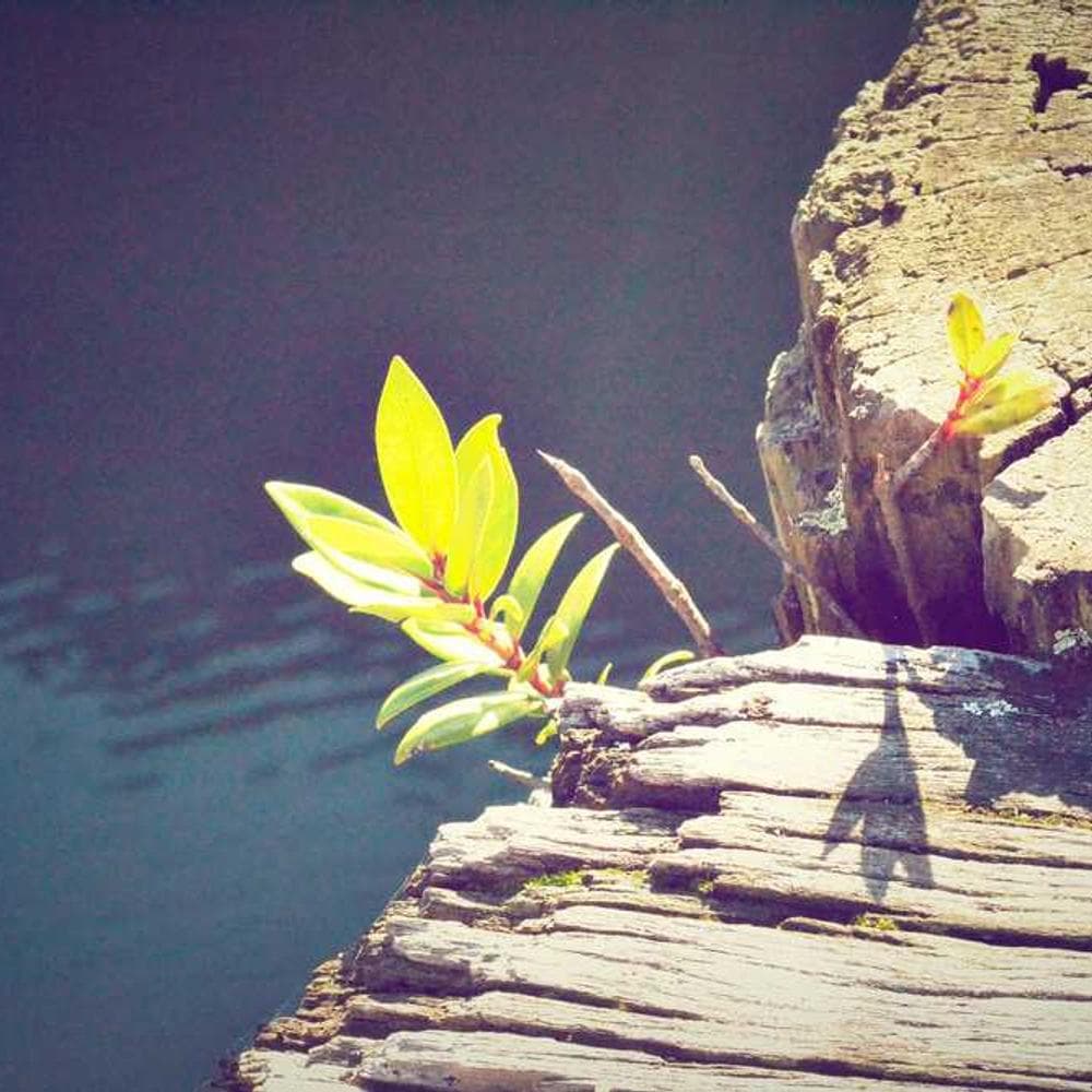 [EN] Furminator Deshedding Tool M (Gold dolore #589)