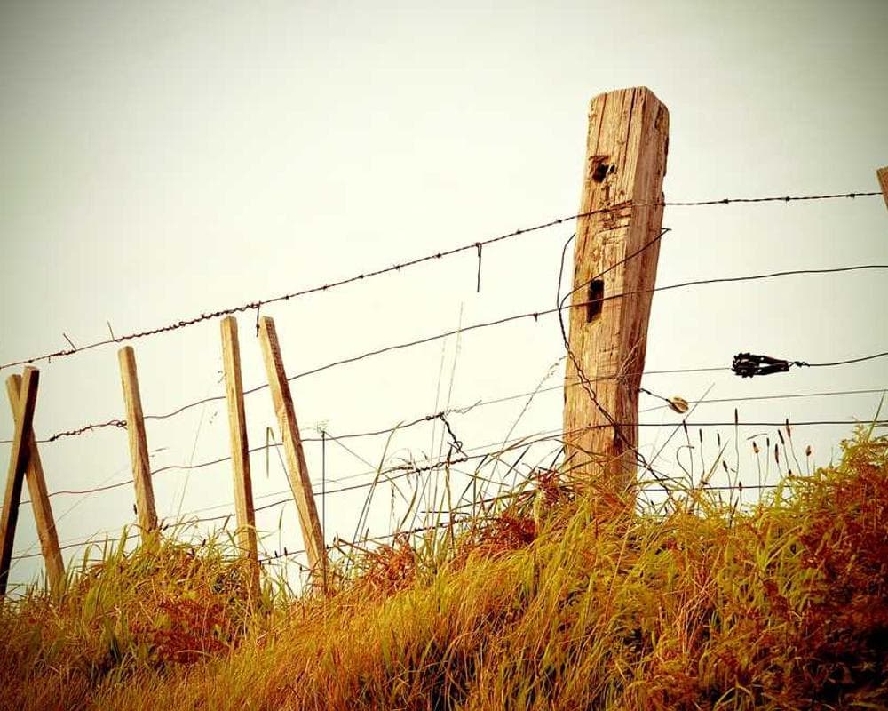 [EN] Trixie Cat Toy Mouse (DimGrey odit #350)