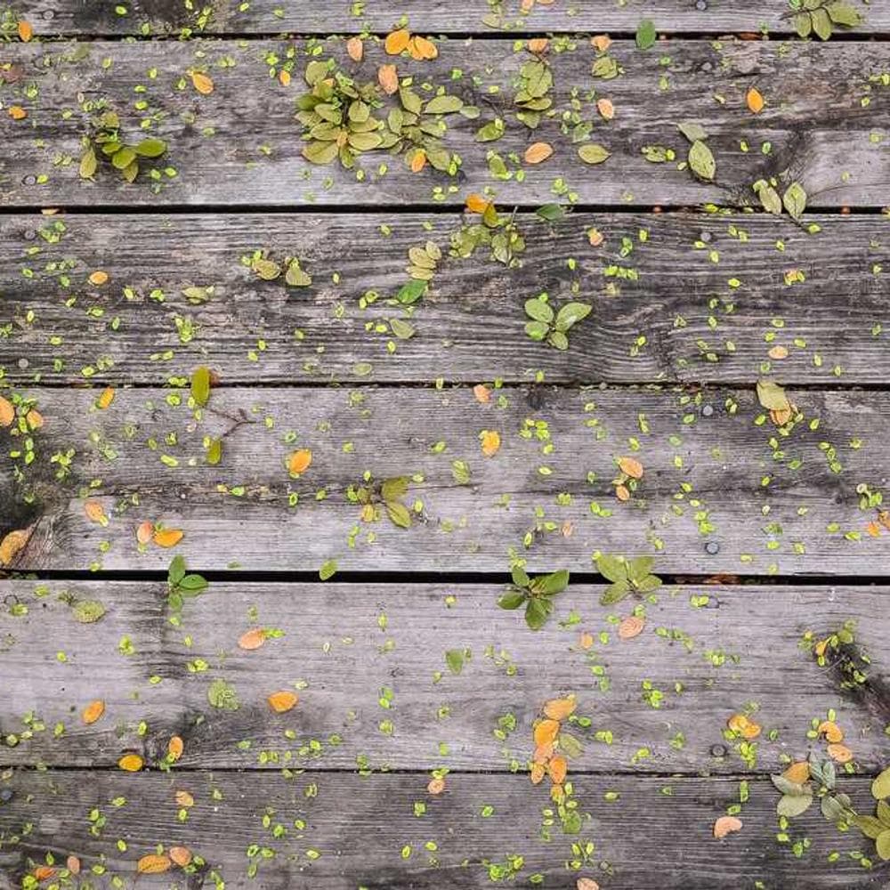 [EN] Curver Dog Food Container 10kg (LightSlateGray quidem #429)