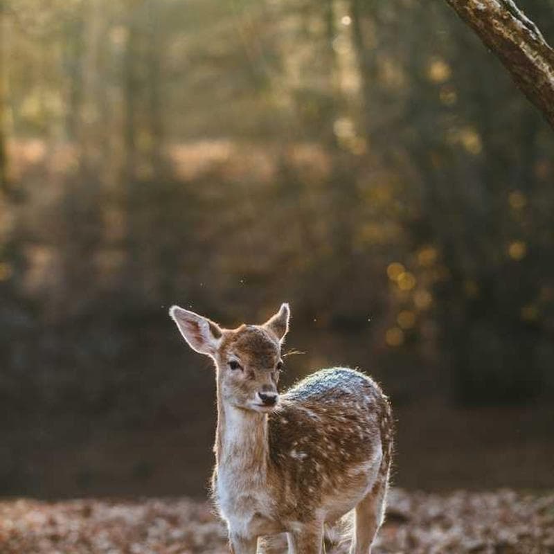 [EN] Flexi Leash New Classic S (Azure aut #201)