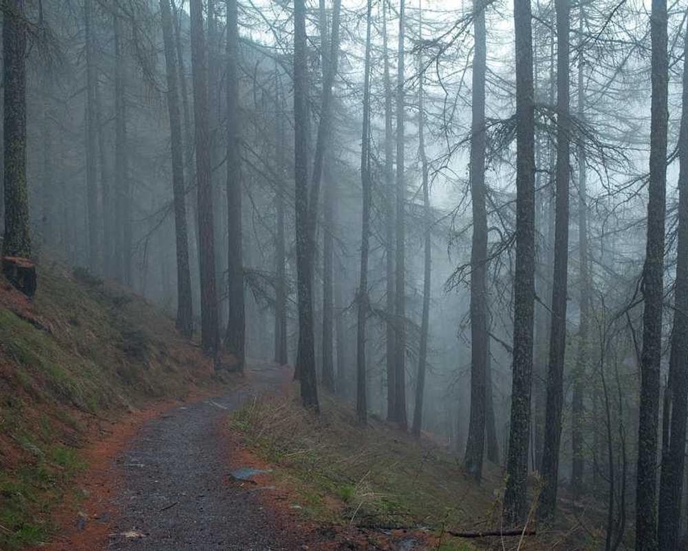 [EN] Flexi Leash New Classic S (Cornsilk beatae #861)