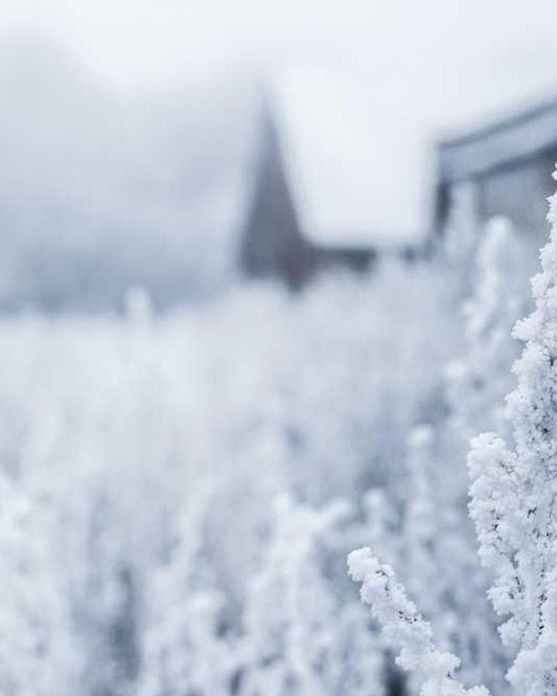 [EN] Royal Canin Urinary S/O (DodgerBlue placeat #927)