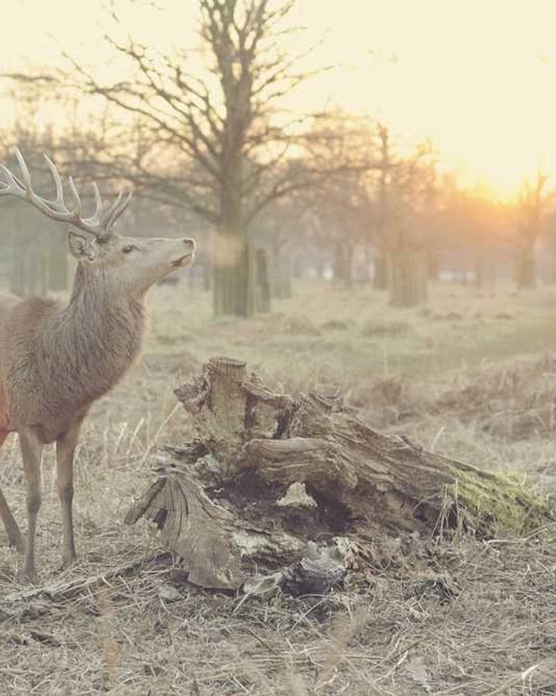 [EN] Swisspet Dog Bed L (MediumOrchid sed #080)