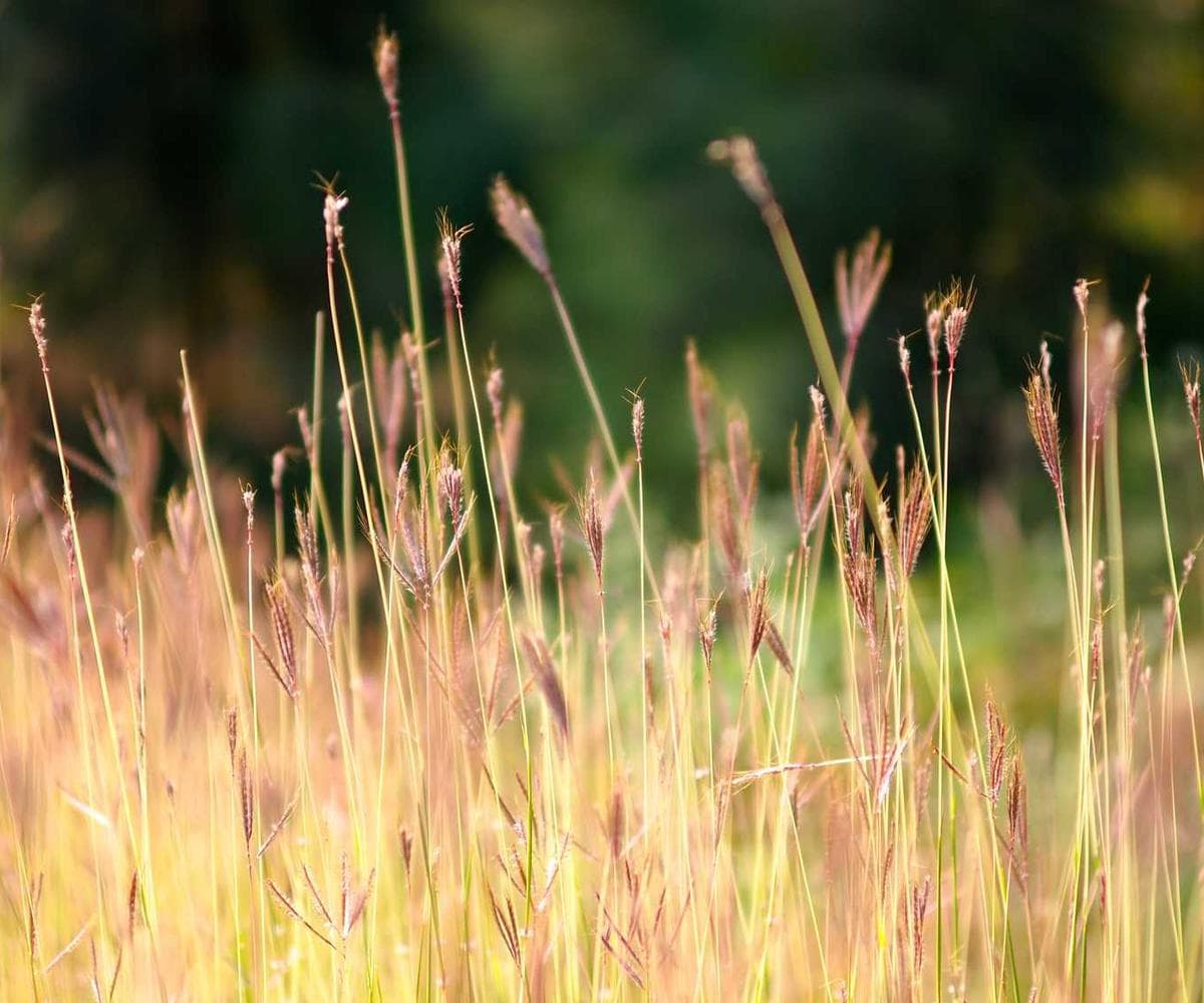 [EN] Trixie Cat Toy Mouse (LightCoral veritatis #400)