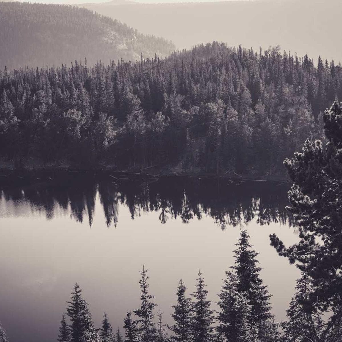 [EN] Royal Canin Urinary S/O (Ivory culpa #092)