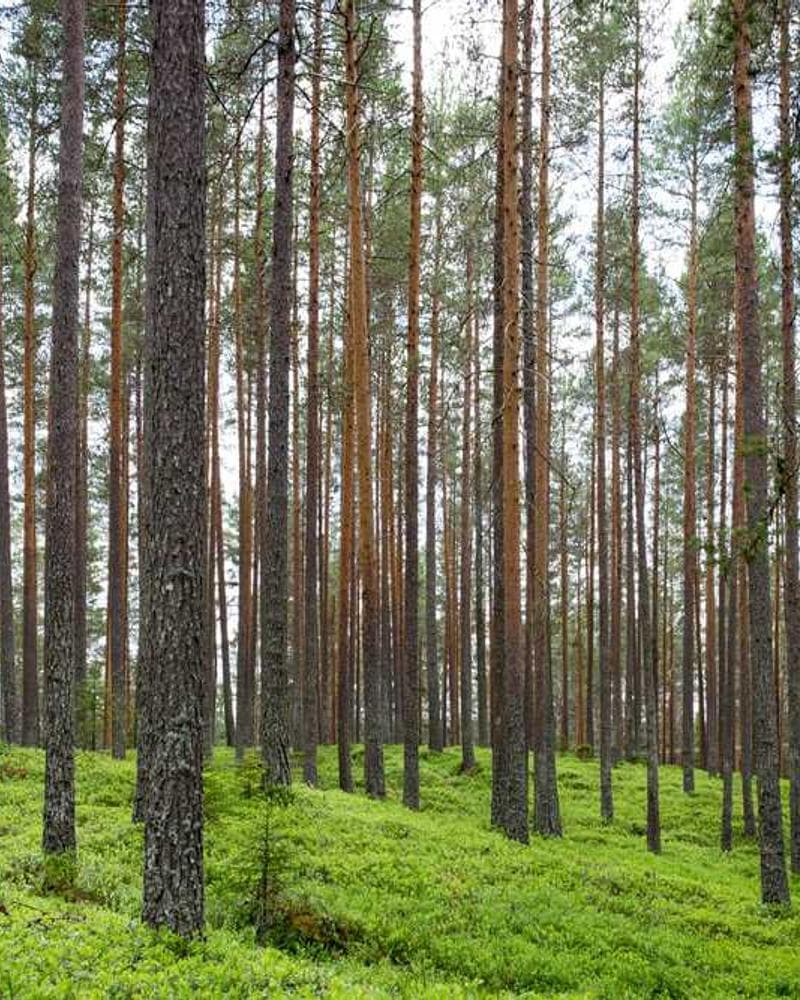 [EN] Curver Dog Food Container 10kg (Darkorange voluptatibus #281)