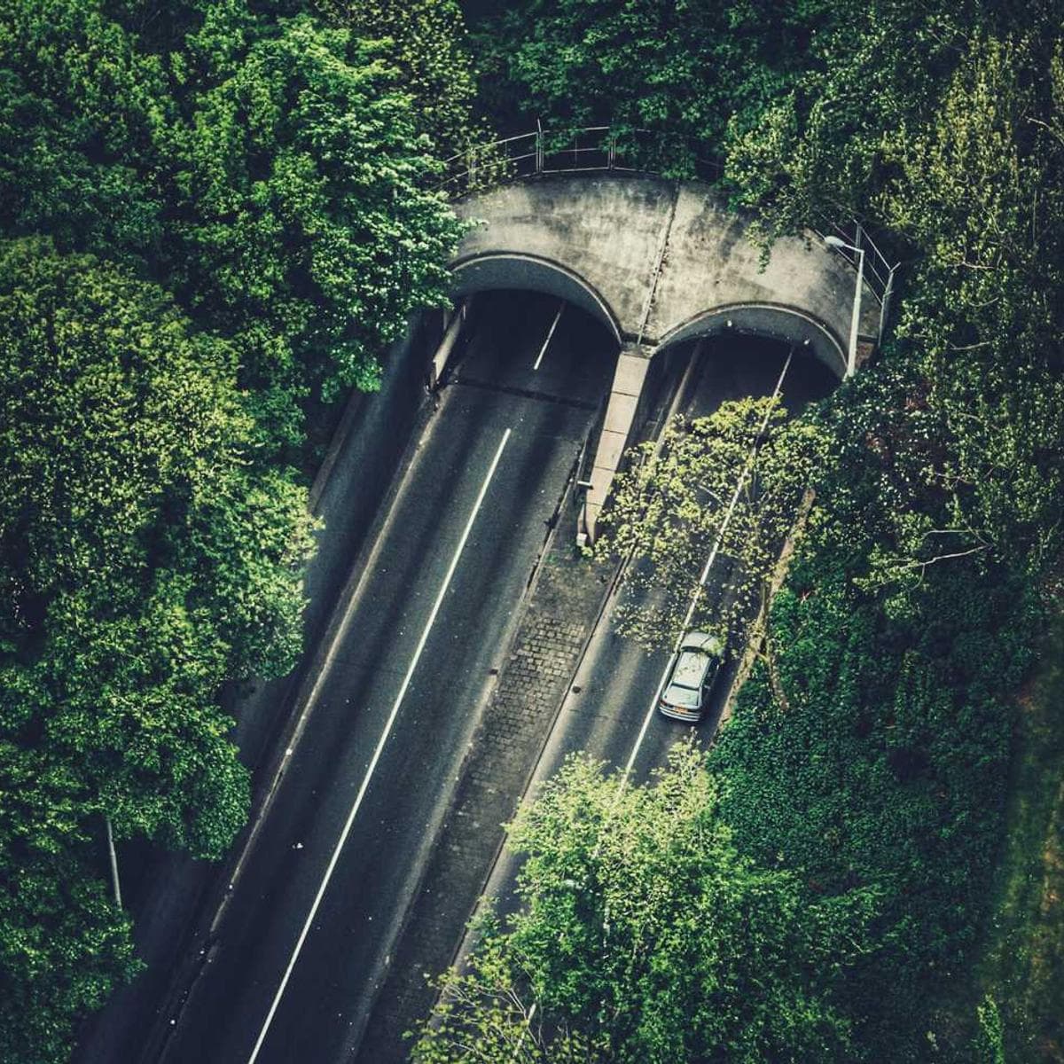 [EN] Freezack Single Dinner Bowl for Dogs (RoyalBlue et #560)