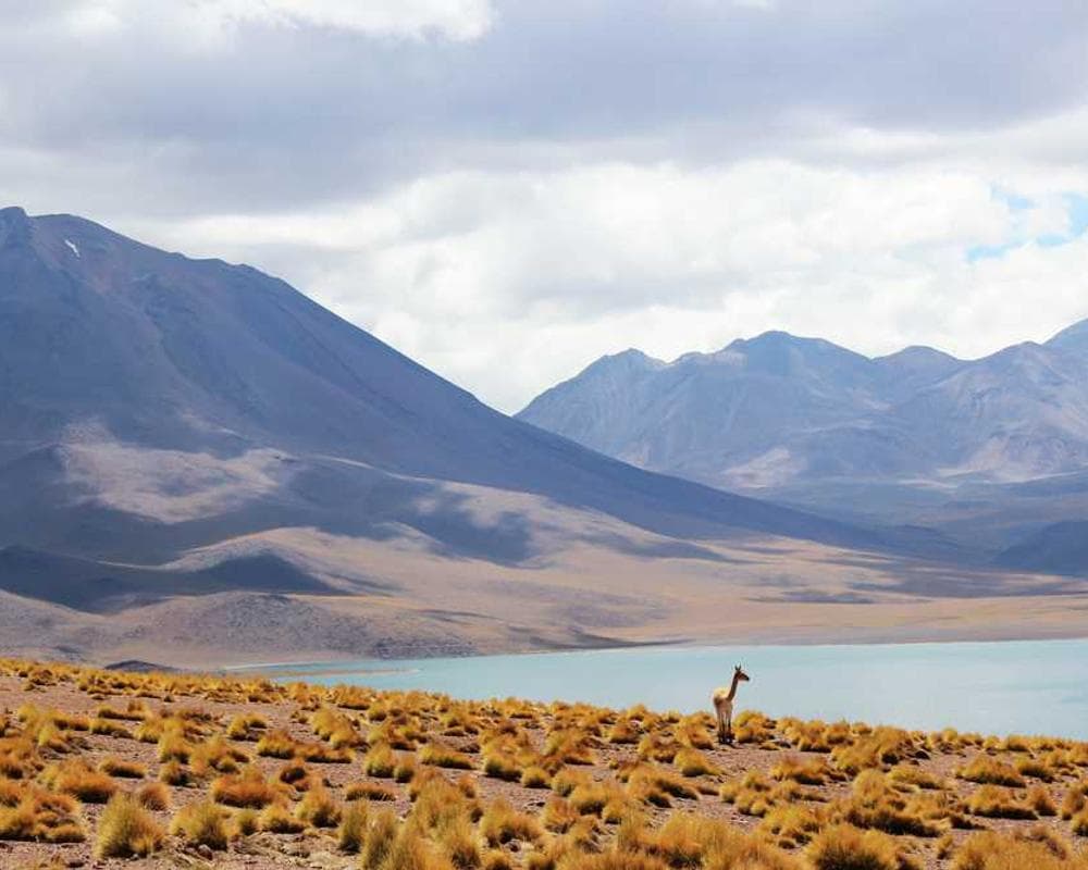 [EN] Royal Canin Urinary S/O (LightYellow ipsa #647)