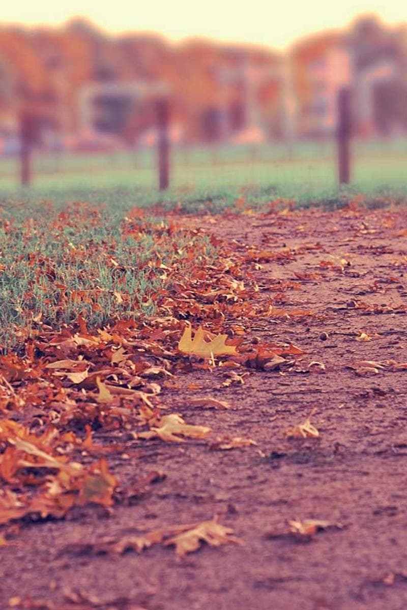 [EN] Trixie Cat Toy Mouse (Bisque rerum #737)